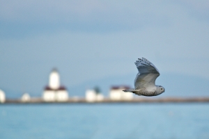 Snowy Owl